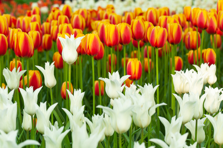 A beautiful field of colorful, blooming tulips.の写真素材