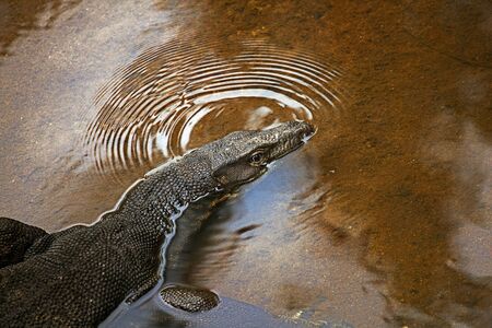 Giant lizard in the river on the Tioman island.の写真素材