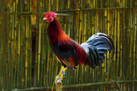 Fighting cocks in the Philippine village.