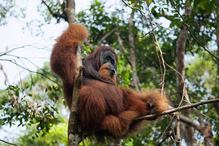 Dominant male orangutan on a tree in the jungle of Sumatraの写真素材