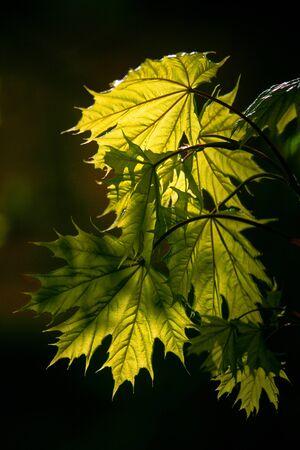 Green maple leaves in bright sunlightの写真素材