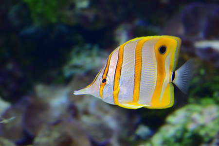 LongMouth fish 1aの写真素材