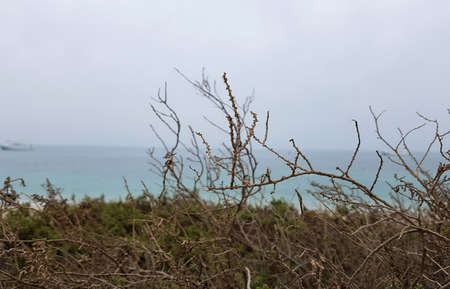 A dried stem of a plant found near the shore of a beach.の写真素材