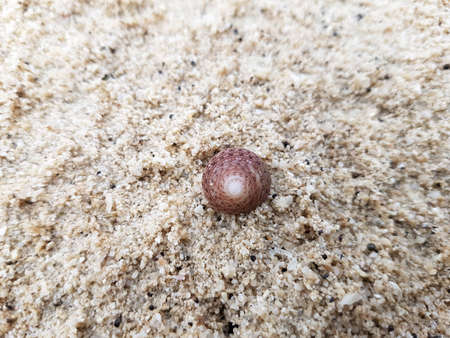 A brown sea shell on beach sand.の写真素材