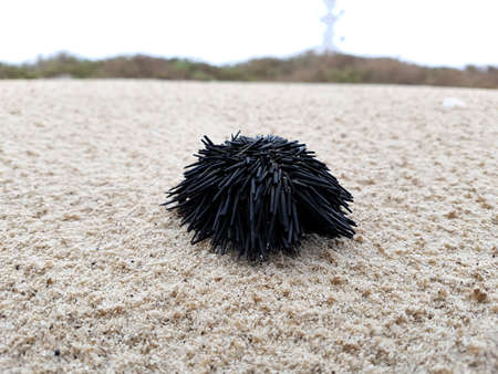 A black sea urchin on the beach sand.の写真素材