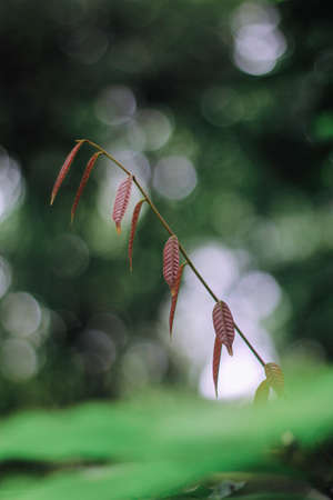 NatureLoveの写真素材