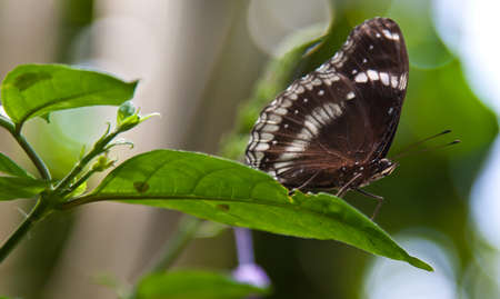 Butterfly in Thailandの写真素材
