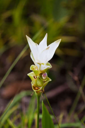 Flower in Thailand