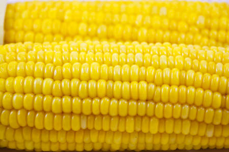 ripe cornの写真素材