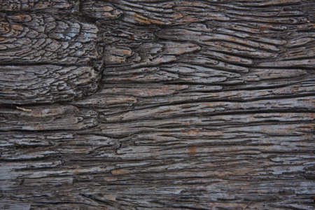 Texture from a bark of an old treeの写真素材
