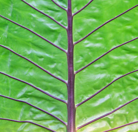 Texture of a leaf as background の写真素材