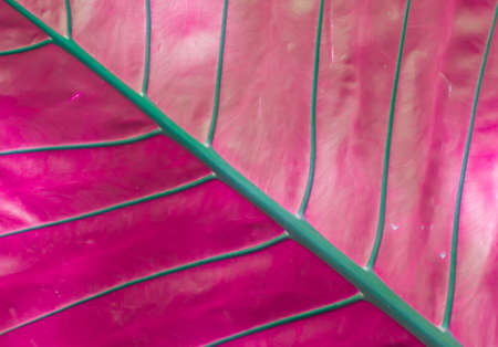 Texture of a green leaf as background の写真素材
