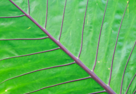 Texture of a green leaf as background の写真素材