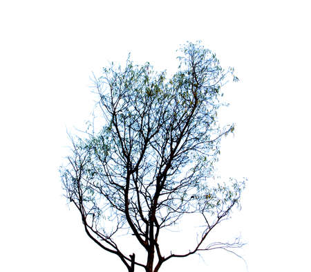 Photo of tree silhouetteの写真素材
