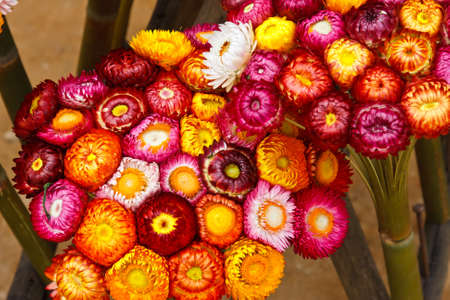 colorful flowerの写真素材