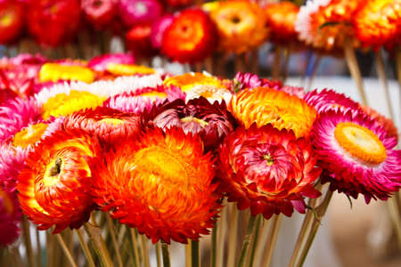 colorful flowerの写真素材