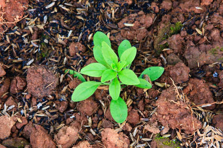 Top view of green leaf on the soil の写真素材