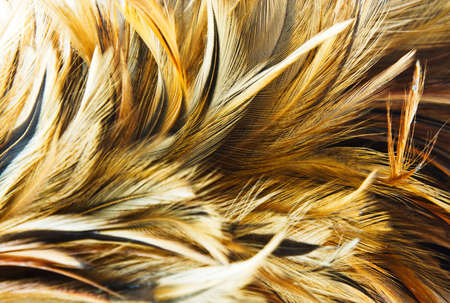 chicken feather background の写真素材