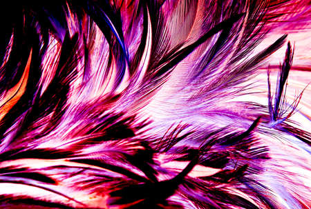 chicken feather background の写真素材