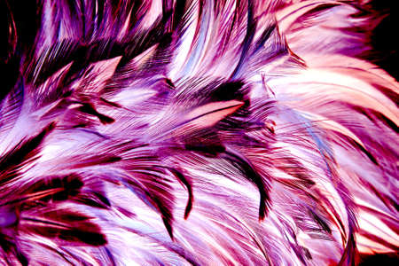 chicken feather background の写真素材