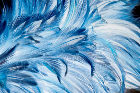 chicken feather background の写真素材