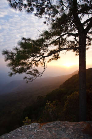 sunset with a trees silhouette の写真素材