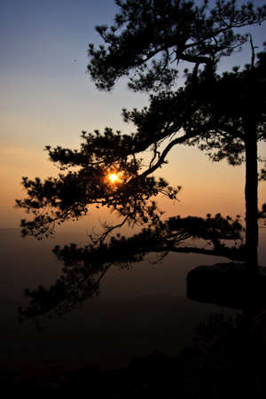sunset with a trees silhouette の写真素材
