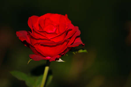 image of red roseの写真素材