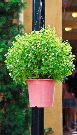 flower garden in flowerpotの写真素材