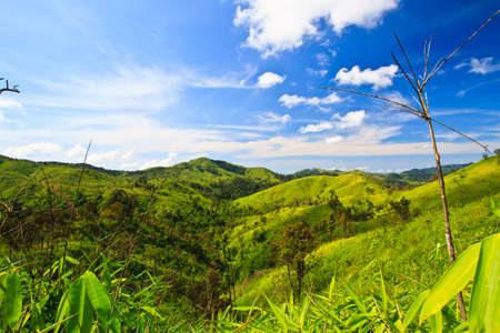 forest with blue skyの写真素材