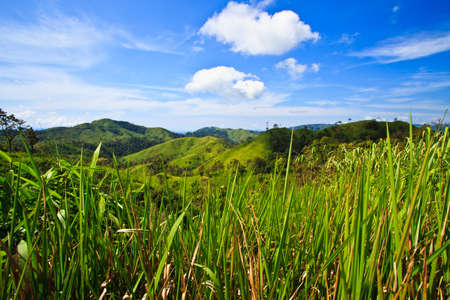 forest with blue skyの写真素材
