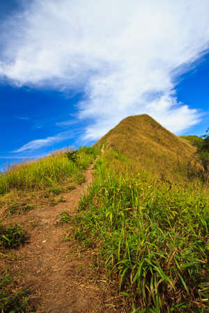 forest with blue skyの写真素材