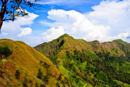 forest with blue skyの写真素材