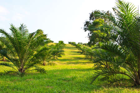 Green garden view の写真素材