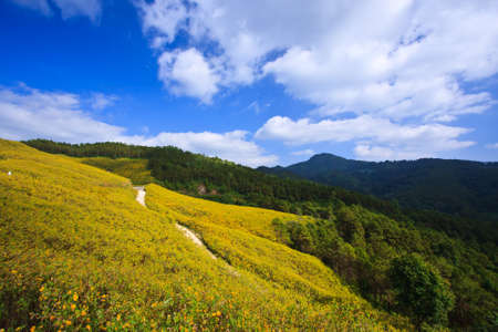 forest with blue skyの写真素材