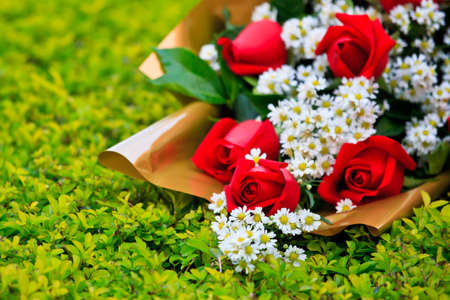 image of red rose の写真素材