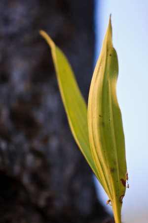 fresh and green leavesの写真素材