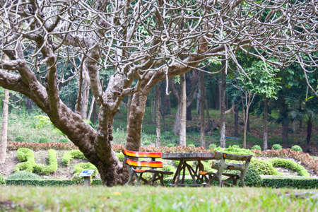 wood garden chair on green grass の写真素材