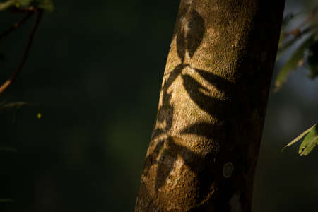 black shadow leaf  on treeの写真素材