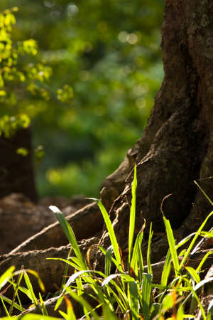 fresh and green leaves の写真素材