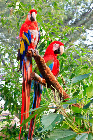 beautiful parrotsの写真素材
