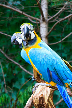beautiful parrots