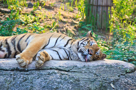 close up of a tigerの写真素材