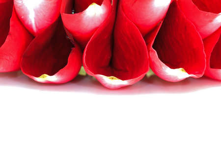 close up of Jasmine Garland on white backgroundの写真素材