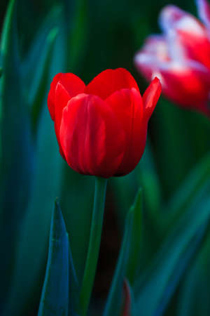 Beautiful spring flowers  in gardenの写真素材