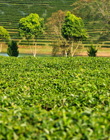 Green Tea Plantation Fields の写真素材