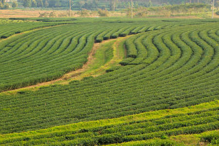 Green Tea Plantation Fieldsの写真素材