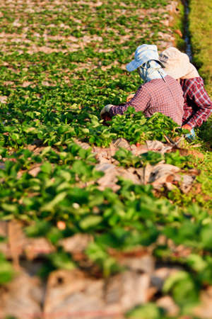 Strawberry Plants field on the Mountainの写真素材