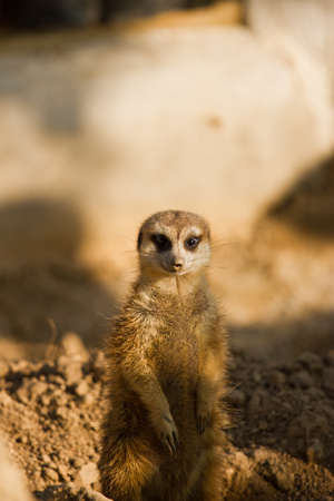 Cute ground squirrel in mini zoo park