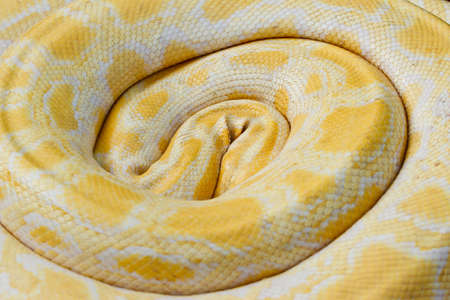 Tiger Albino python snake closeup outdoorの写真素材